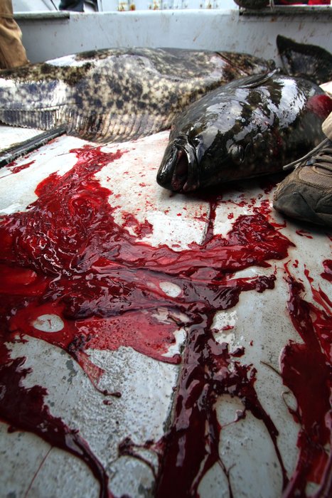 Cutting the gills to bleed the fish helps kill the fish so it stops flopping, and helps preserve flavor.