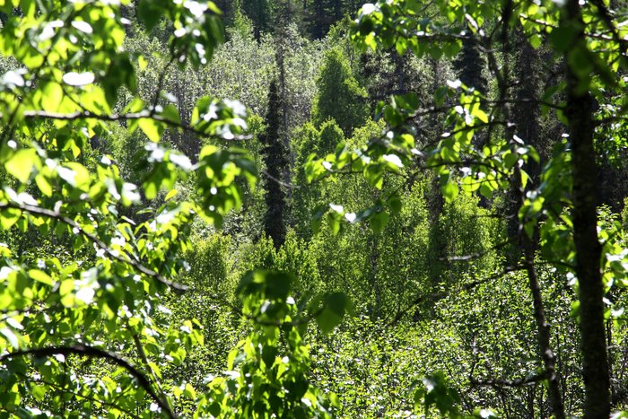 Photos from a 2010 expedition through the area of the proposed Chuitna Coal Mine