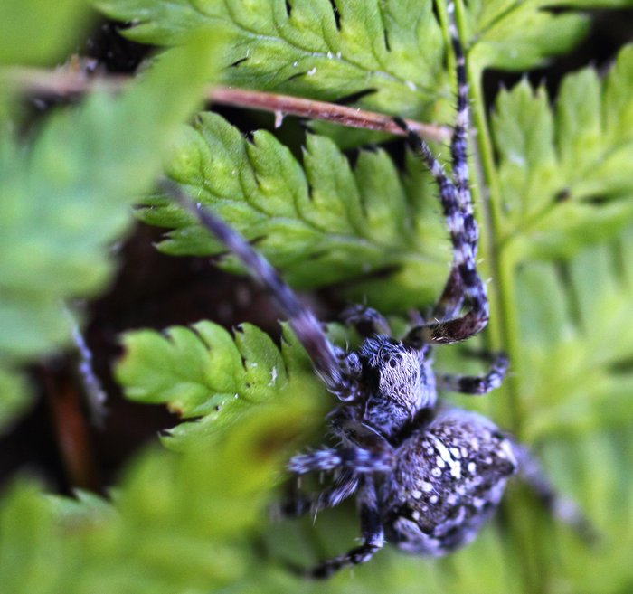 I followed this spider as it ran along the ground, getting a great many blurry shots.