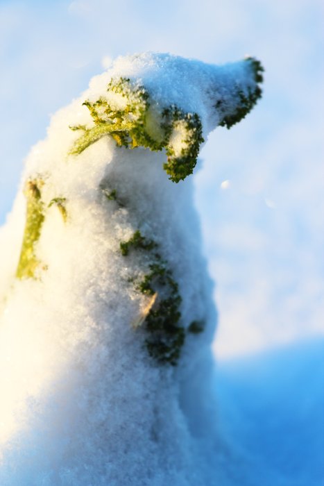 We harvest kale all year long, as it magically resists the effects of freezes and thaws.  If you can dig it out, you can eat it.