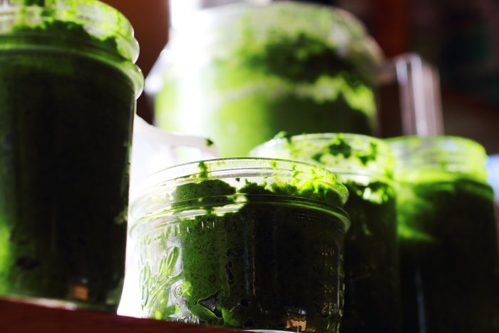 Kale overflowing, into jars to be frozen for wintier