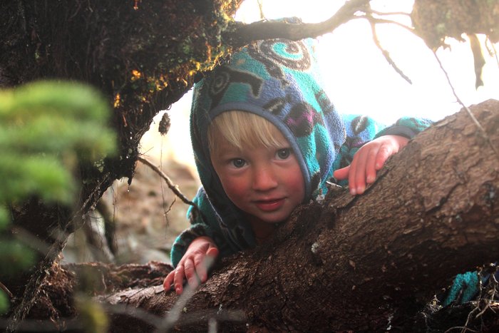 Katmai explores the mossy roots of trees undermined by melting ice below.