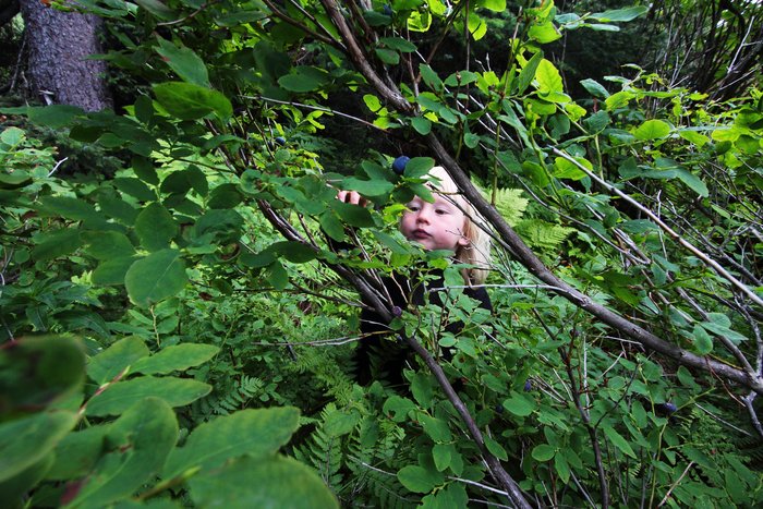 picking behind the yurt