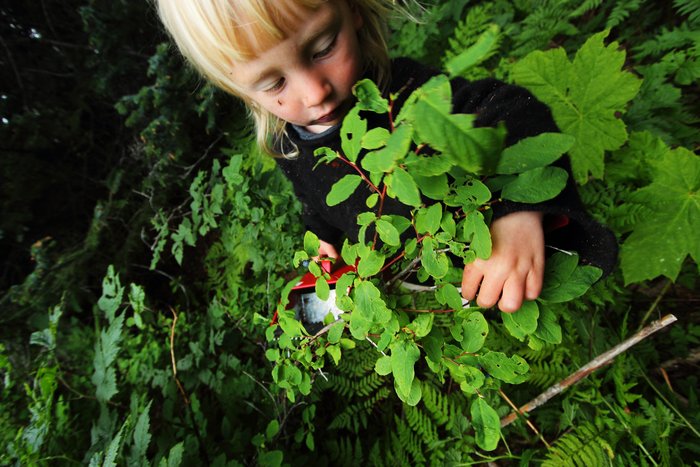 A few berries in the woods behind our yurt
