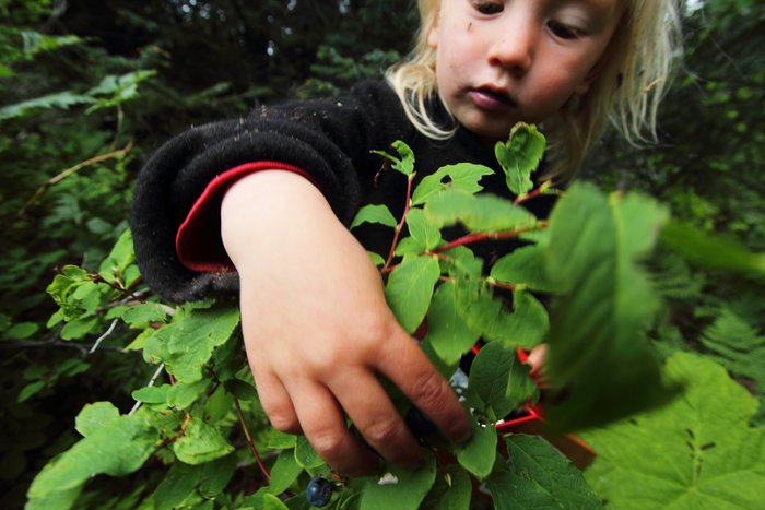 Katmai finding every last berry