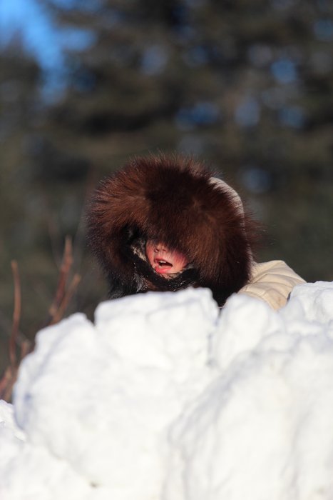 Around Seldovia, the road proves easier than the backcountry for a short-legged traveler.  January 2012.