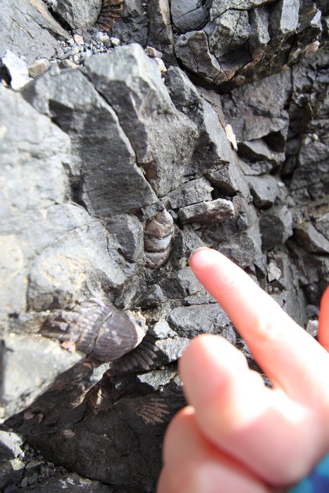 Katmai points out a snail fossil on 4th of July Creek Beach