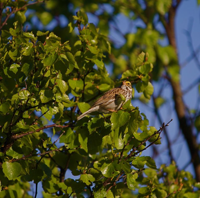 Golden Crown Sparrow