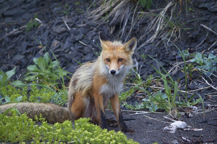 Red Fox