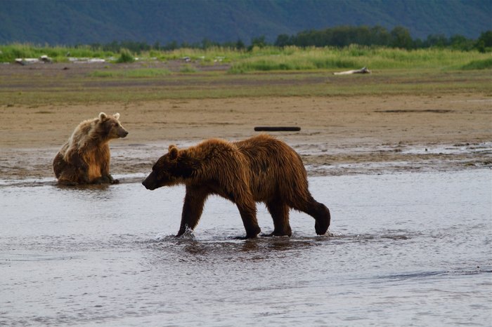 Waiting for the Salmon.