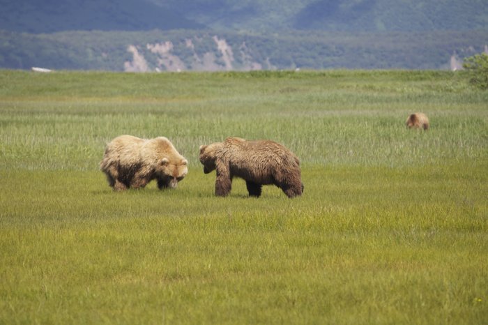 Tensions are high during mating season.