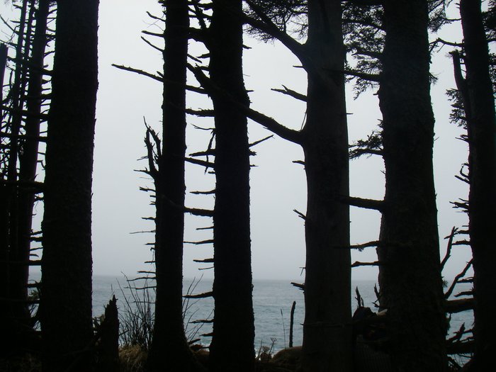 Katmai's shot: looking out from the trees