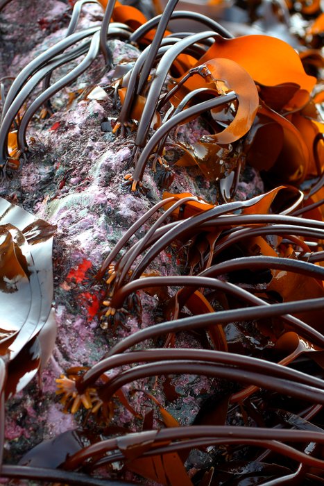 A beautiful forest of kelp exposed at a minus tide