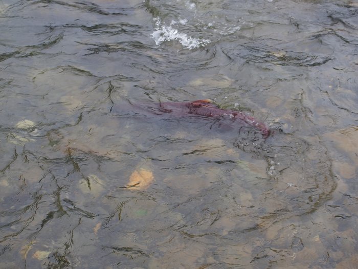 King Salmon in Portage