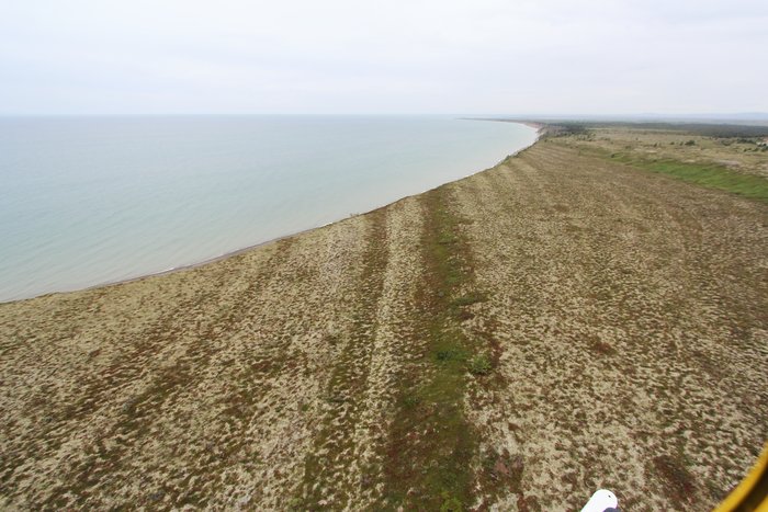 Variation in tundra vegetation highlights old beach ridges along Lake Iliamna.