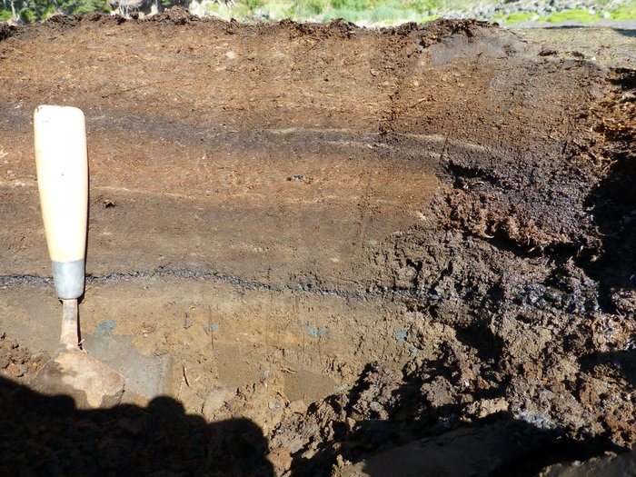 Several tephra are interbedded with peat in this intertidal deposit at the Outside Beach near Seldovia.