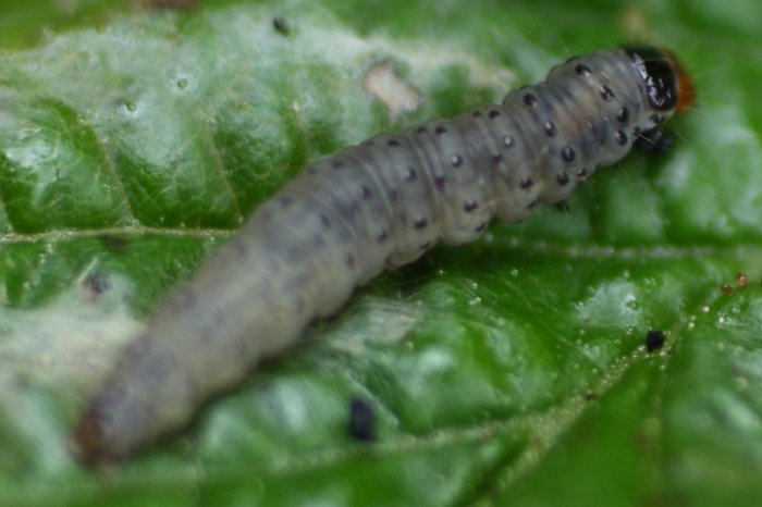Not the prettiest bug, but it does make some cute little leaf-rolls.  I imagine the roll serves not only as shelter from the elements, but also as defense against birds.