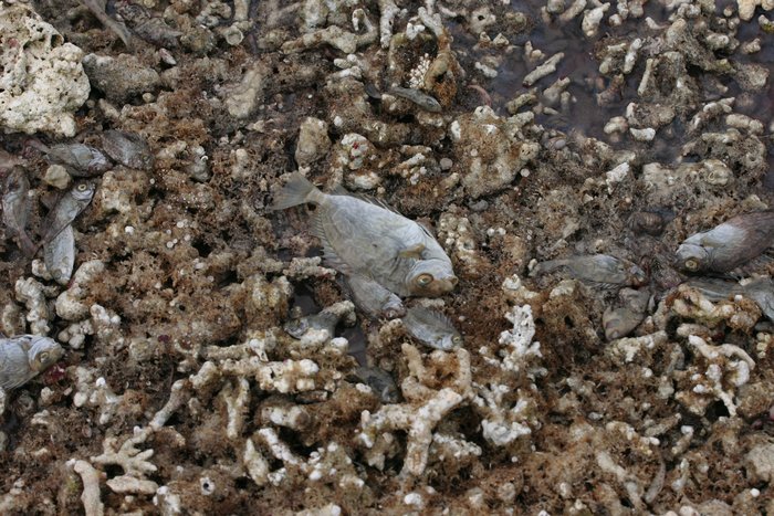 Uplift from an earthquake left these fish stranded on dry land.