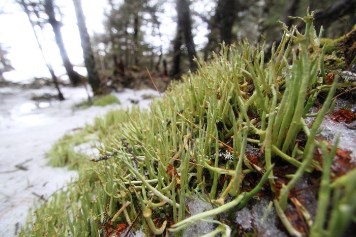 Lichen growing in an icy forest