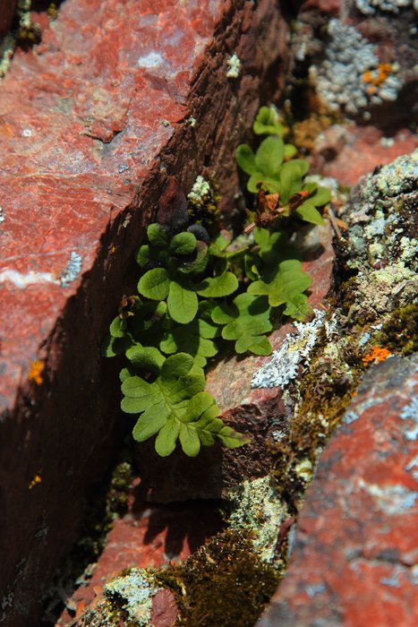 Growing in a crack in folded red chert.