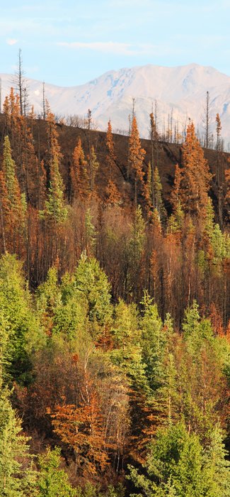 Fire cooked trees take on the pleasant hues of fall.