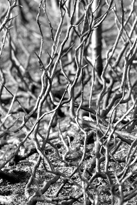 The fire took away all the minute detail that make brush too complex to sculpt.