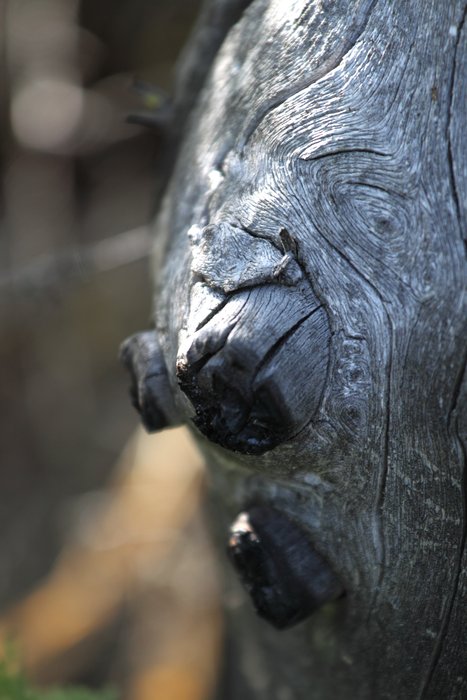 This old stump is still marred by a little charcoal, evidence that fire swept this area long ago.