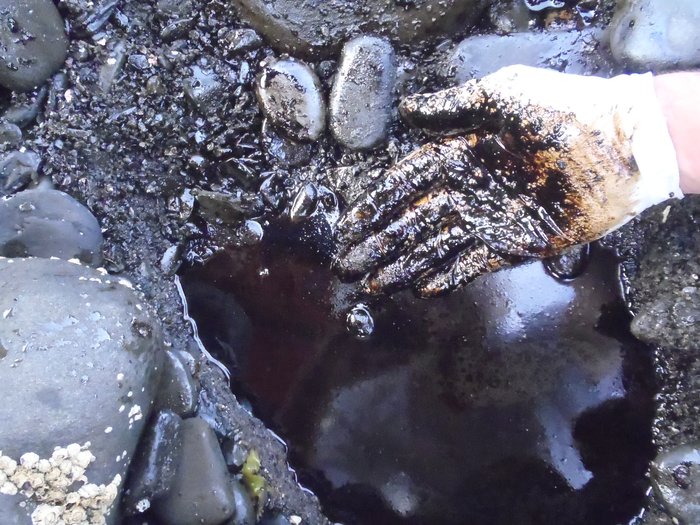 Lingering 1989 Exxon Valdez oil in beach sediments on Smith Island in Prince William Sound, taken on August 26, 2010.