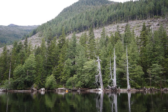 Clearcut trees on these slopes are trucked down to the water, where they are transported on the dammed lakes above Surf Inlet.