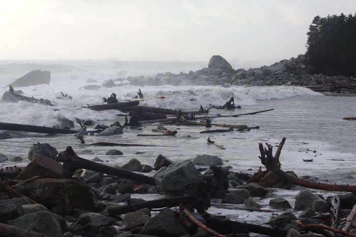 After piling up at the mouth, the outgoing tide sends logs through the churning entrance of Sitkagi Lagoon.
