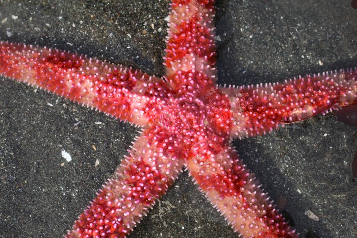 Long-armed star (Orthasterias koehleri)