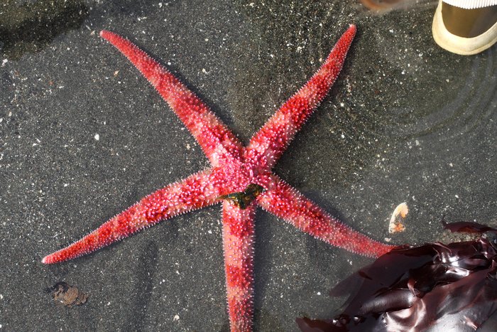 May 2011 low tides at Barabara Creek Beach, Kachemak Bay, Alaska.