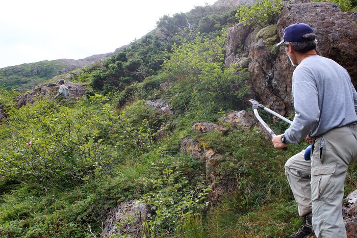Randy Weist, volunteer on the <a href="http://www.groundtruthtrekking.org/tutka_backdoor/">Tutka Backdoor</a> trail project, trims brush out of the trail as it nears alpine tundra.