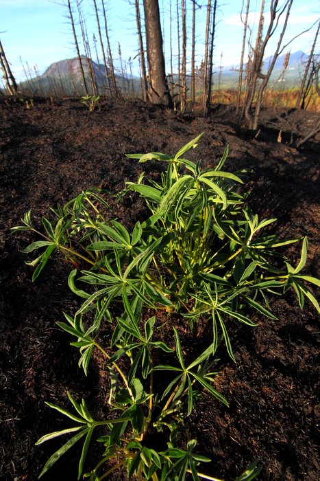 Being one of the only plants to survive likely confers a great competitive advantage.