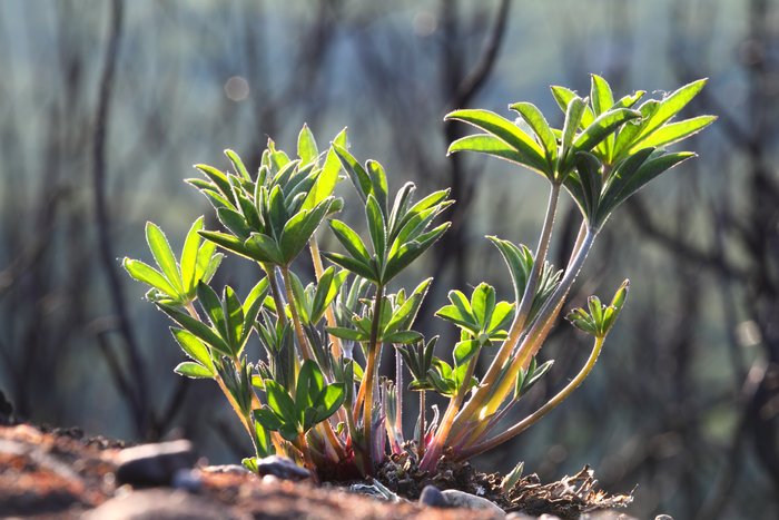 There was little green in the wake of the fire, but a few plants had reserves in their roots.