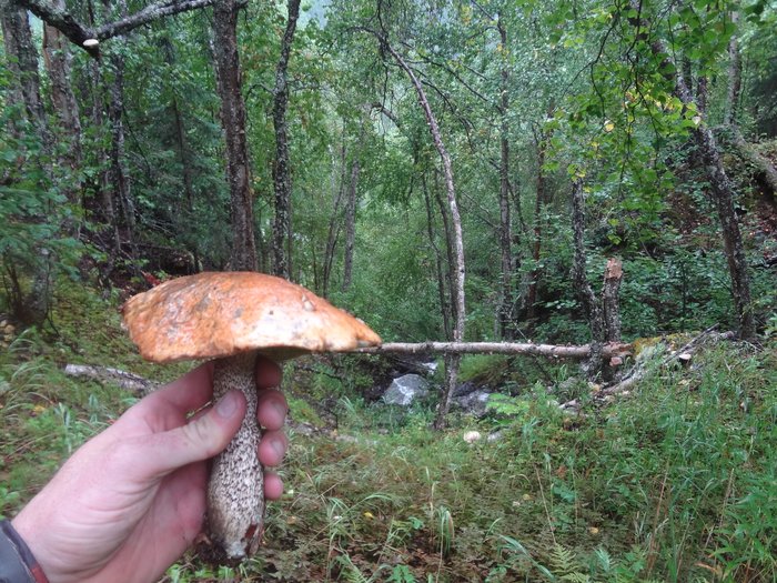 Lush vegetation and fungi