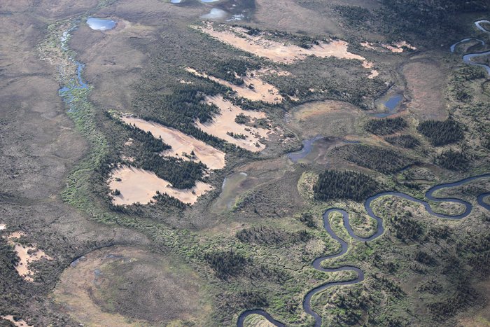 In this wet landscape, high winds scour the land down to bare sand, and forests grow in the dunes downwind of these blowouts because the soil is drier and more hospitable to trees.