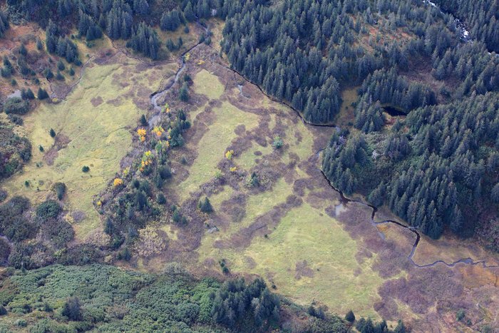 This broad meadow is crossed by a moose trail - all set for a new hiking trail.