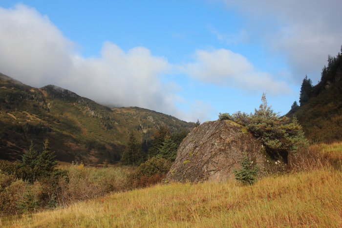 High in Tutka Creek Valley, a long meadows wind amongst willow.