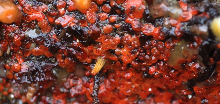 Red social tunicate