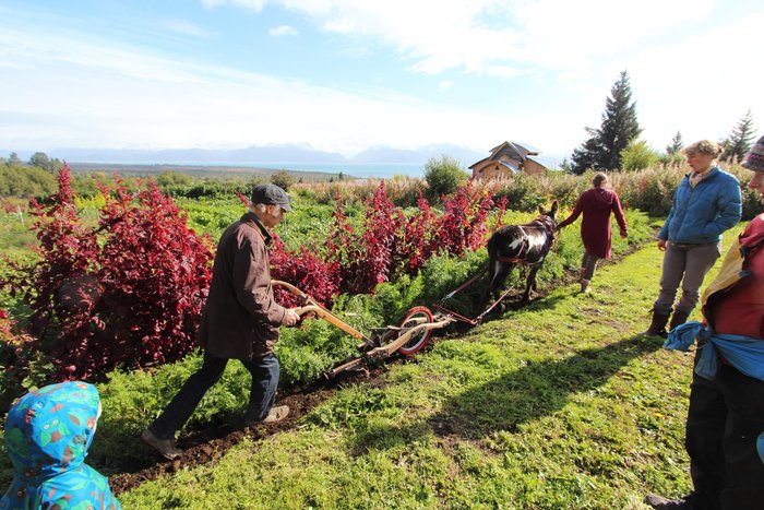 We visited this farm in Homer, and saw this handmade farm tool, and many other amazing examples of traditional technology.  How does the builder plan his designs?  Google Sketchup.