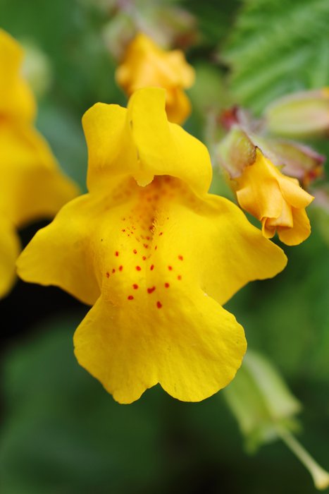 Blooming in a mostly-dry gully