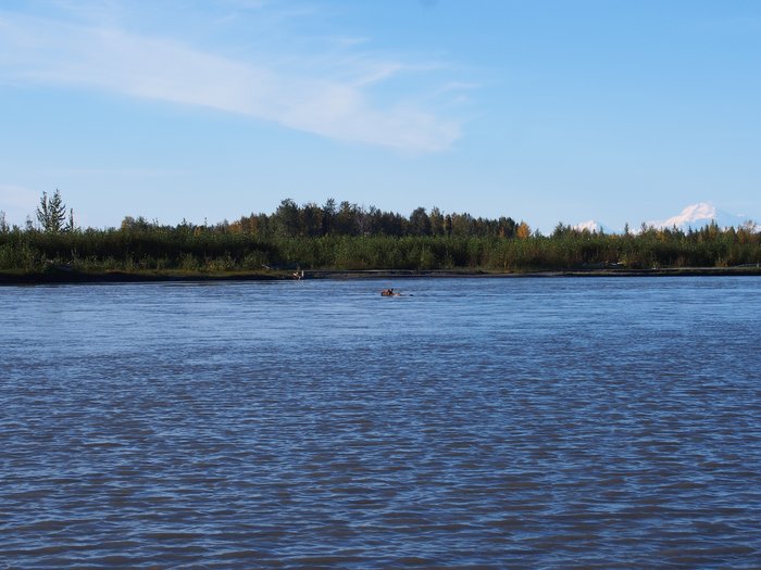 Moose crossing Susitna