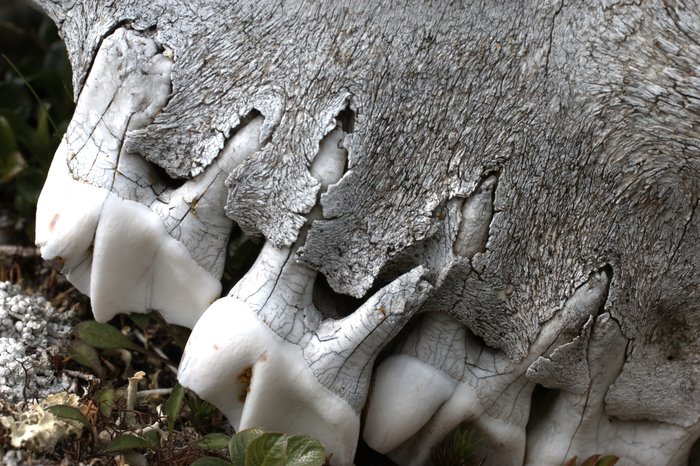 This moose skull sat atop a tundra hill above the Kvichak River, weathering in sun, wind, and rain.