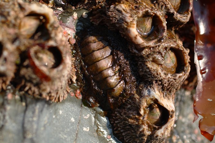 Less common than the black katy or lined chiton here