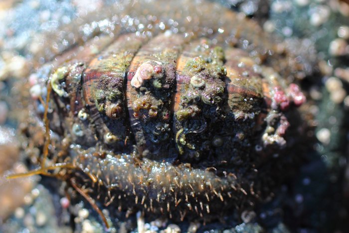 Swirls of encrusting animals growing on the plates of this chiton.