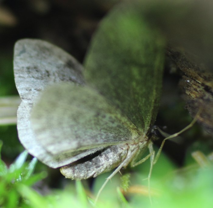 On the forest floor