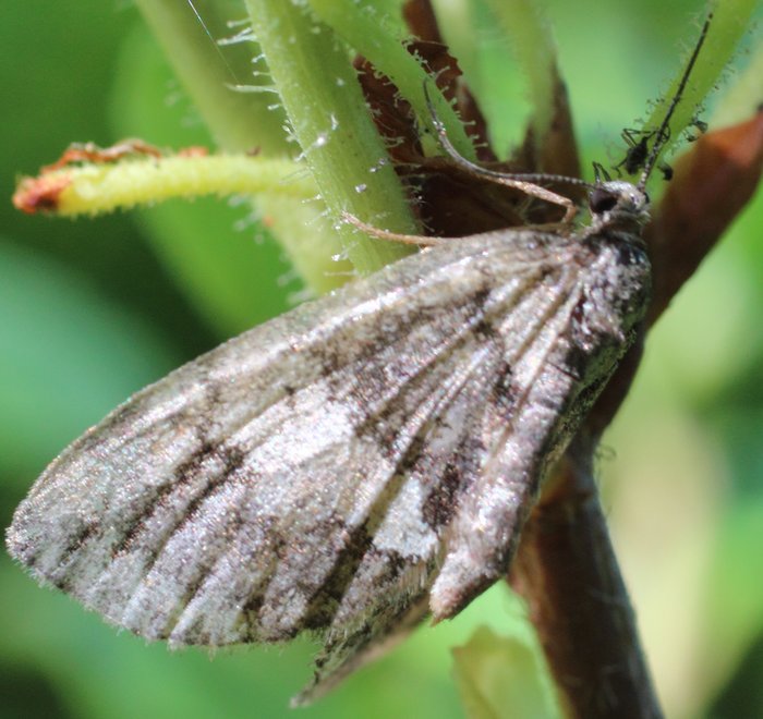 On a bush.  I think that moths 1, 2, and 3 are all different species.