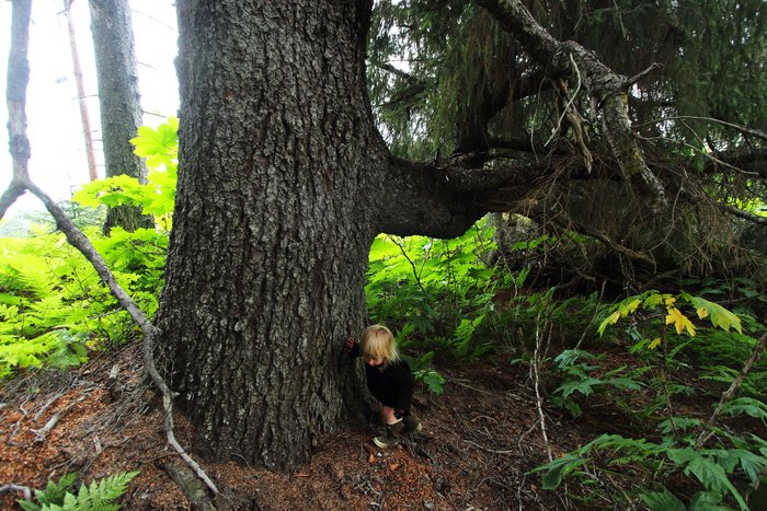 The largest tree on our land