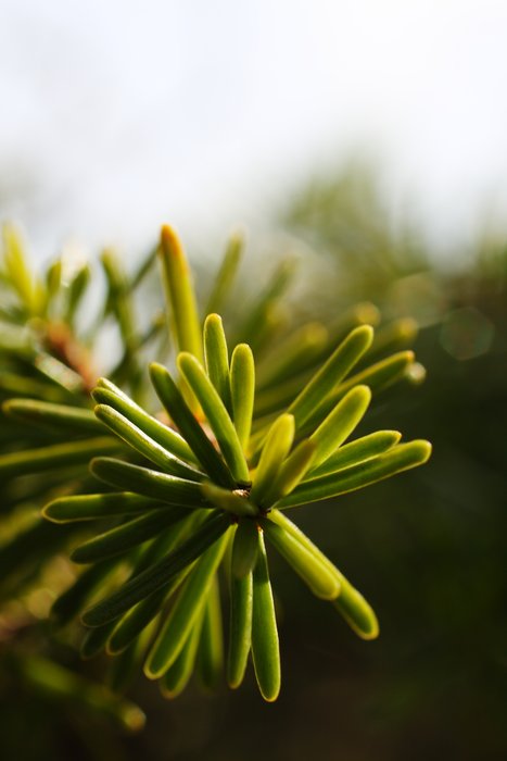 The tip of a mountain hemlock branch.